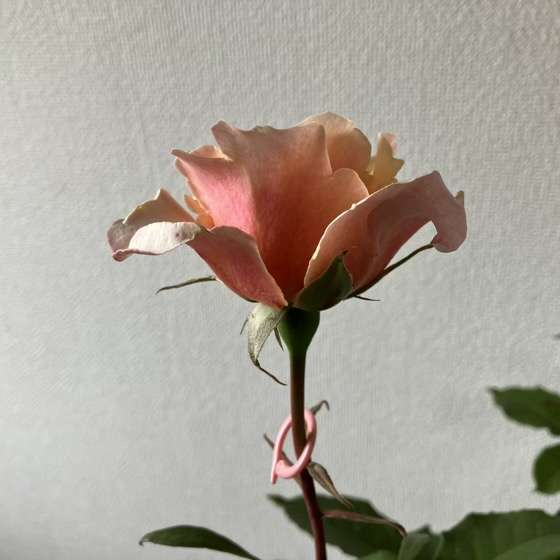 春のベンウェザースタッフ