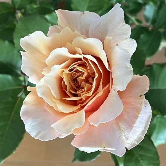 春のベンウェザースタッフ