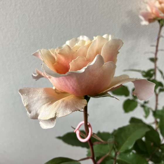 春のベンウェザースタッフ