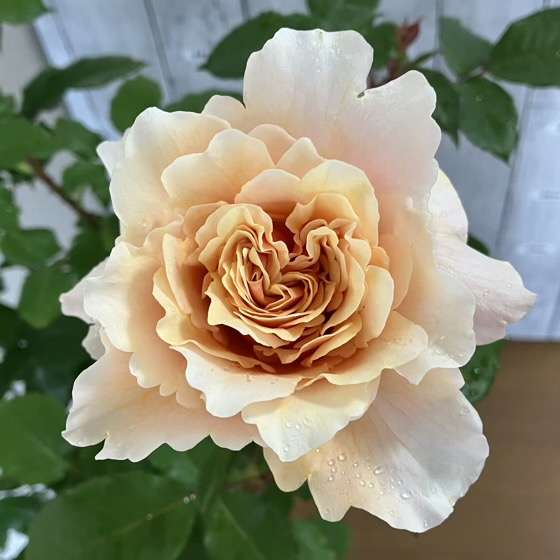 春のベンウェザースタッフ