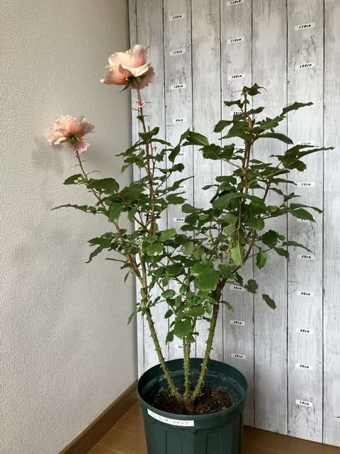 春のベンウェザースタッフ