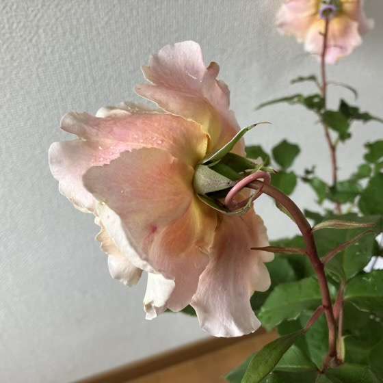 春のベンウェザースタッフ