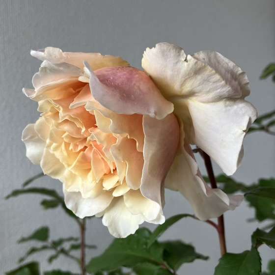 春のベンウェザースタッフ