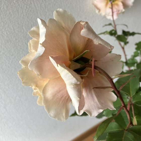 春のベンウェザースタッフ