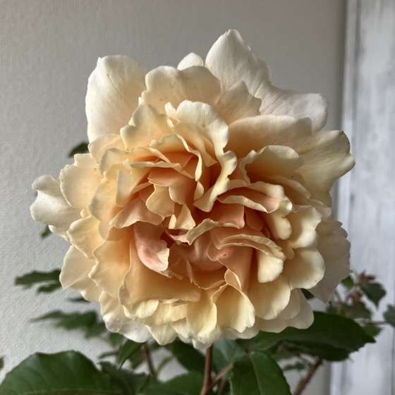 春のベンウェザースタッフ