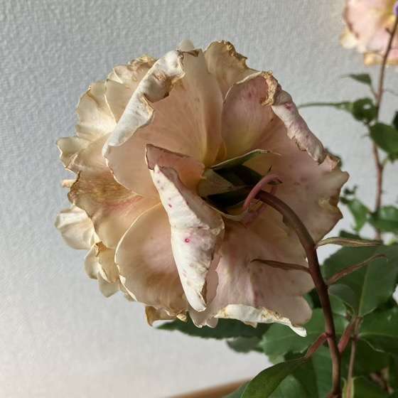 春のベンウェザースタッフ