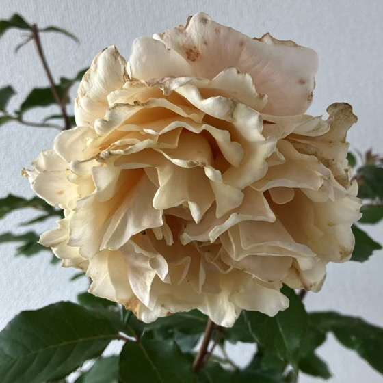 春のベンウェザースタッフ