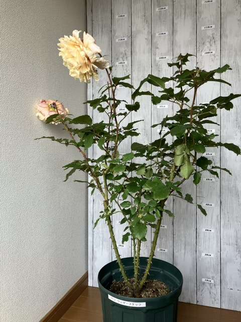 花後剪定前のベンウェザースタッフ