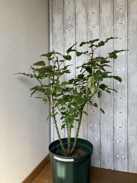 花後剪定後のベンウェザースタッフ