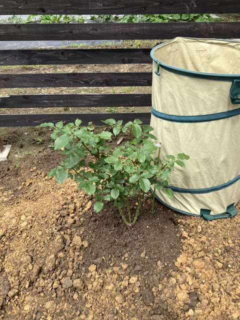 地植えにしたベンウェザースタッフ