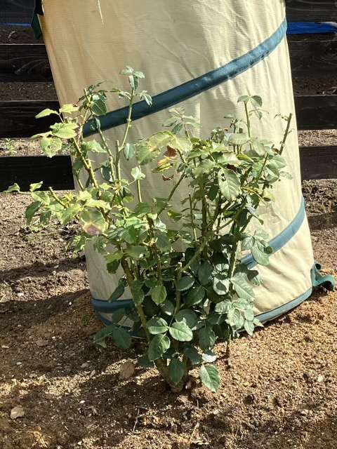 夏剪定後のベンウェザースタッフ