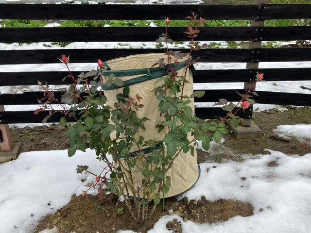 雪囲い前の剪定前のベンウェザースタッフ