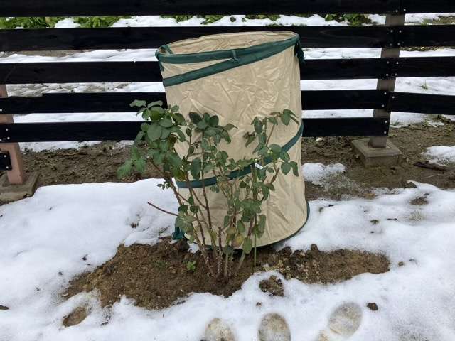 雪囲い前の剪定後のベンウェザースタッフ