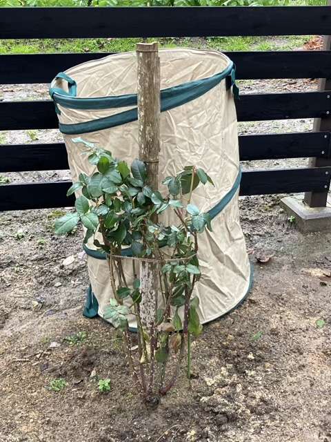 雪囲い後のベンウェザースタッフ