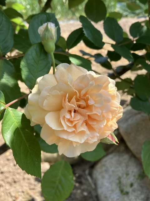 春のバフビューティー