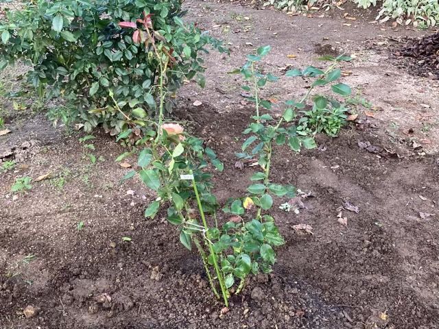 地植えにしたシャンパーニュ