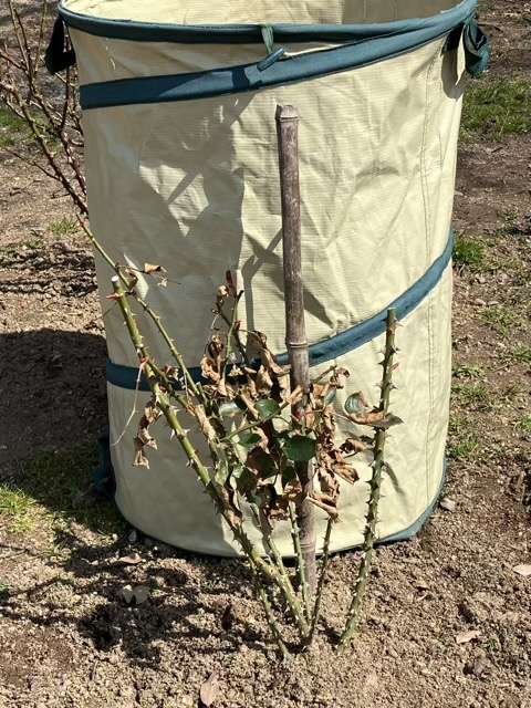 冬剪定前のシャンパーニュ