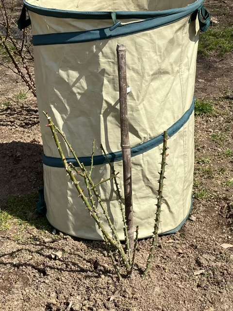 冬剪定後のシャンパーニュ