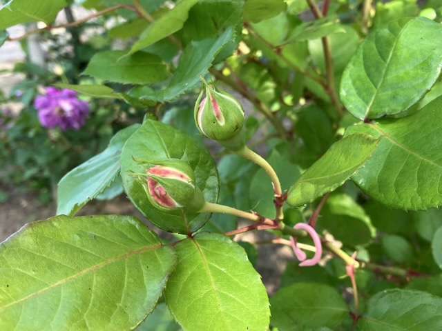 春のシャンパーニュのつぼみ