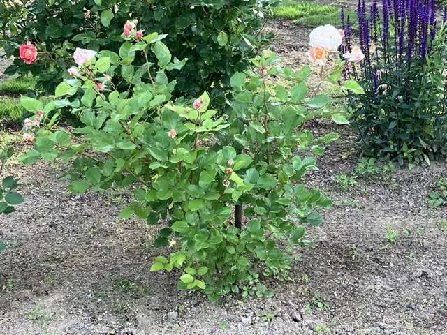 春のシャンパーニュ