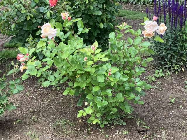 春のシャンパーニュ