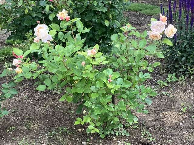 春のシャンパーニュ