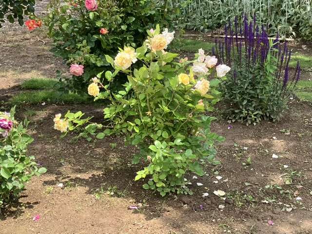 春のシャンパーニュ