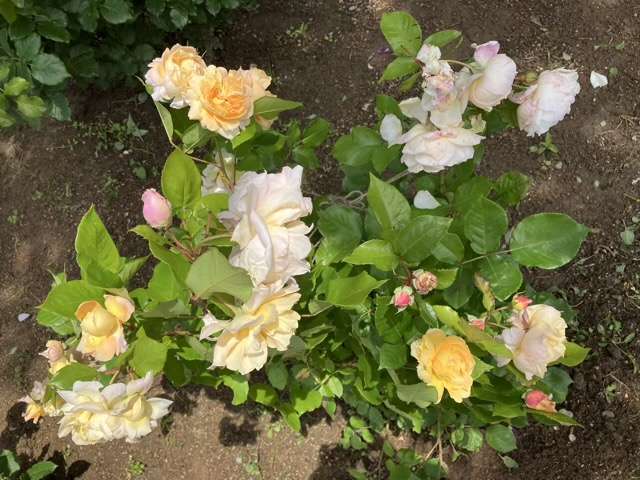 春のシャンパーニュ