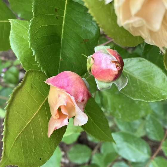 春のシャンパーニュ