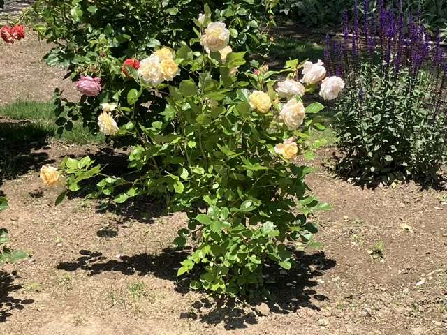 春のシャンパーニュ