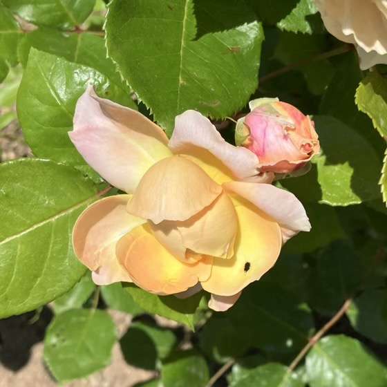 春のシャンパーニュ