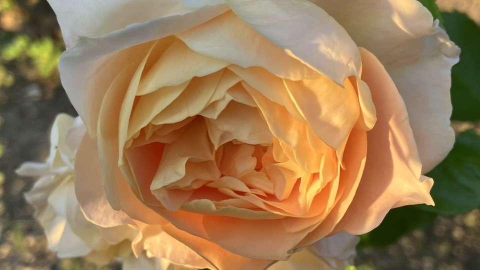 春のシャンパーニュ