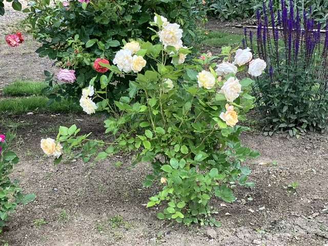 春のシャンパーニュ