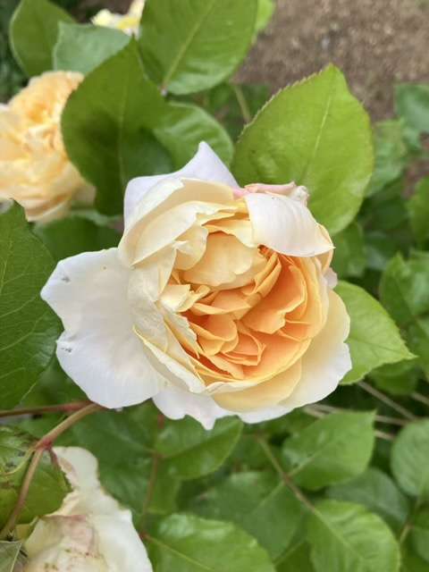 春のシャンパーニュ