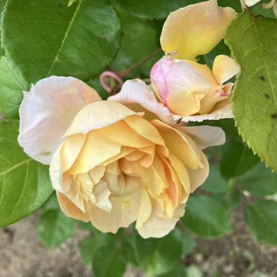 春のシャンパーニュ