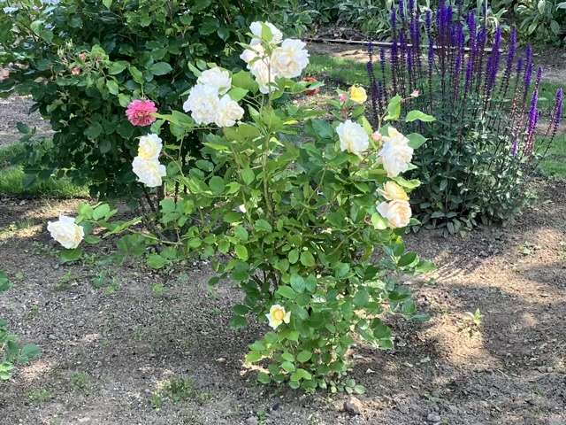 春のシャンパーニュ