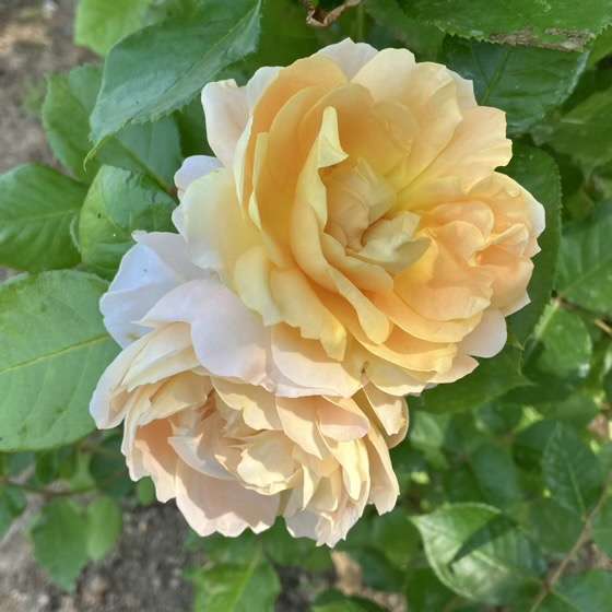 春のシャンパーニュ