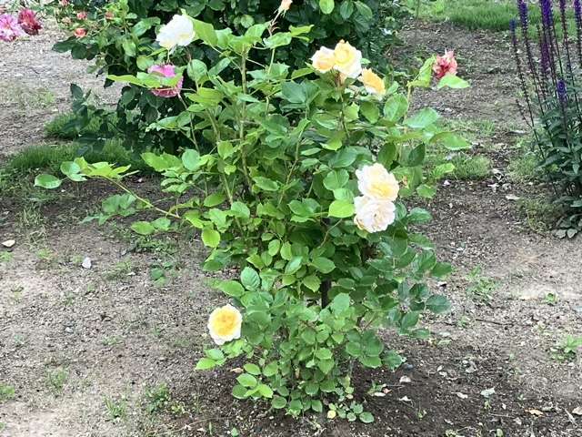 春のシャンパーニュ