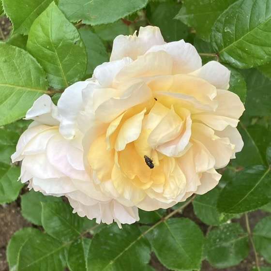 春のシャンパーニュ