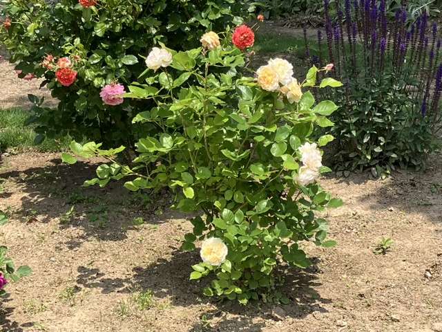 春のシャンパーニュ