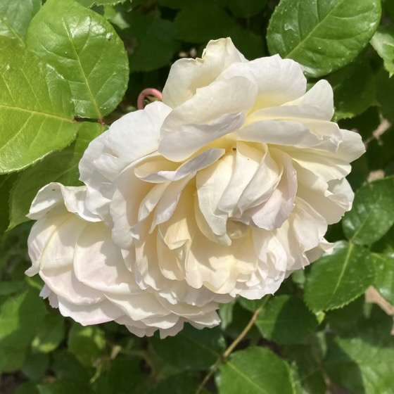 春のシャンパーニュ