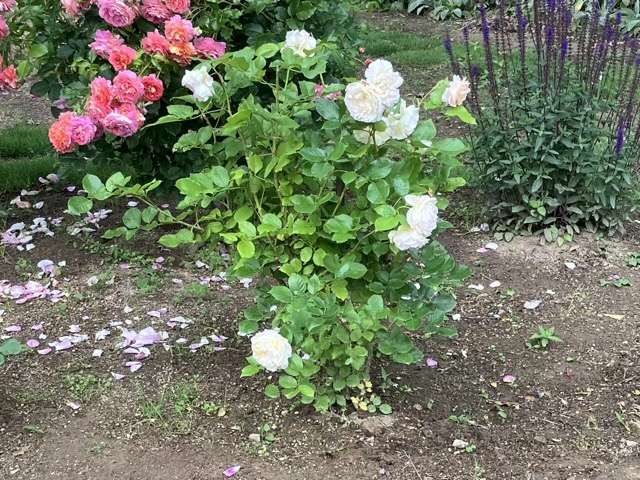 花後剪定前のシャンパーニュ