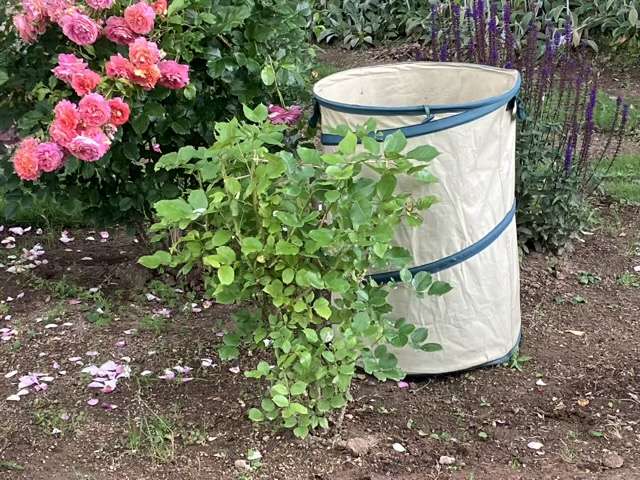 花後剪定後のシャンパーニュ