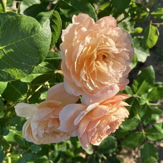 夏のシャンパーニュ