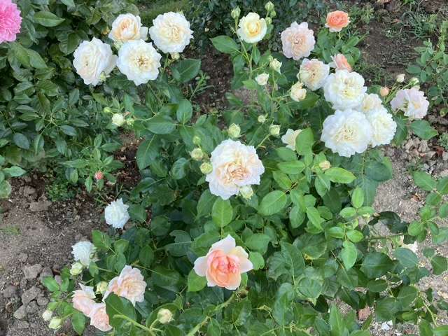 夏のシャンパーニュ