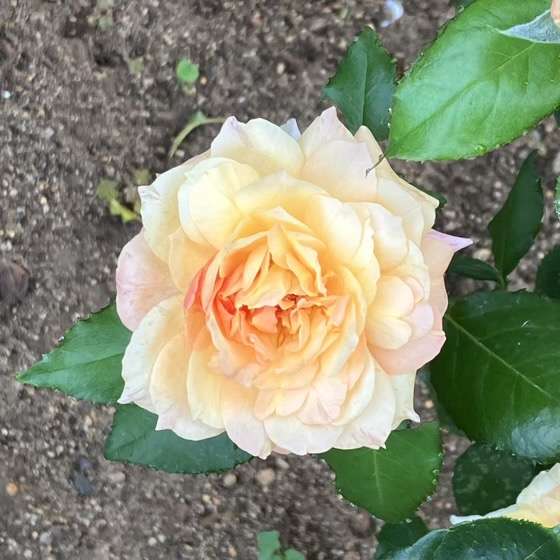 夏のシャンパーニュ