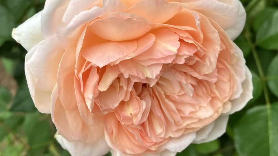 シャンパーニュ