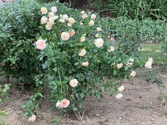 シャンパーニュの三番花