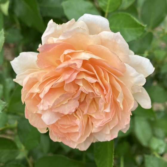 アプリコットカラーで咲いたシャンパーニュ