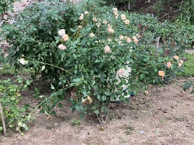 花後剪定前のシャンパーニュ